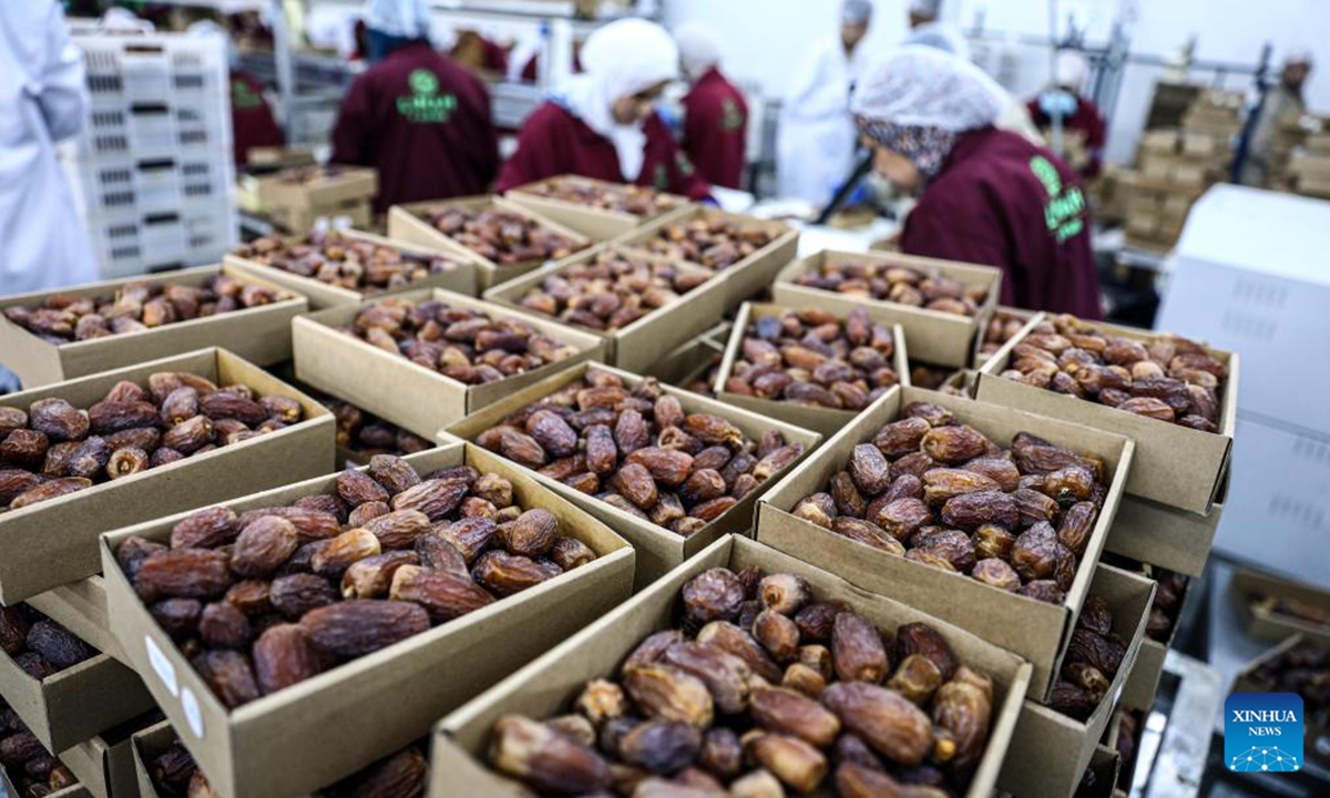 Date harvesting from palm trees